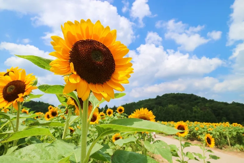 Thưởng thức những hình ảnh hoa hướng dương đẹp mắt