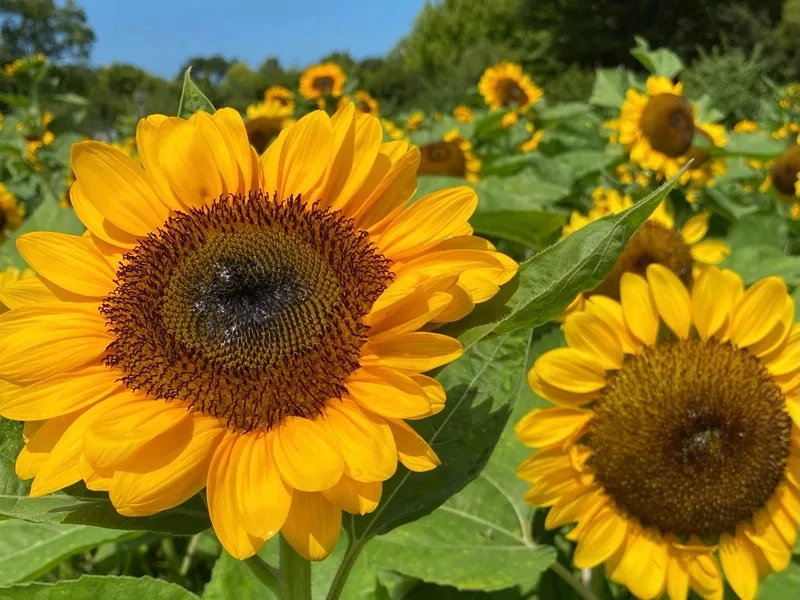 Tỏa sáng đầy năng lượng với hoa hướng dương tươi sáng