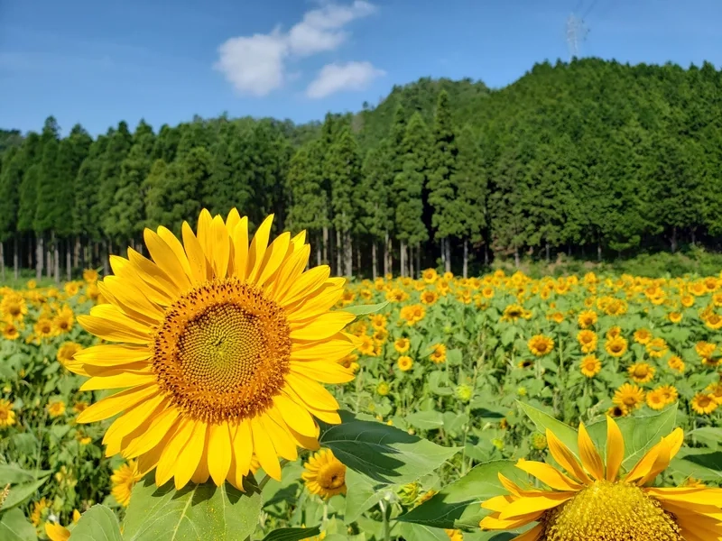 Trang trí sống động nhờ hình nền hoa hướng dương