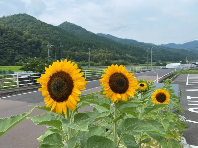 Luôn đẹp rực rỡ và nổi bật với hoa hướng dương đẹp rực