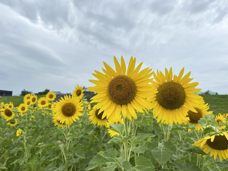 Trải nghiệm thiên nhiên với hoa hướng dương tự nhiên