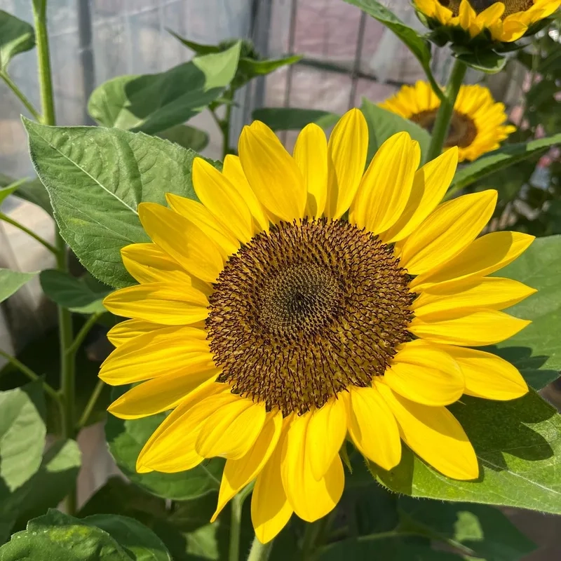 Mang năng lượng tích cực mỗi ngày với hoa hướng dương năng lượng