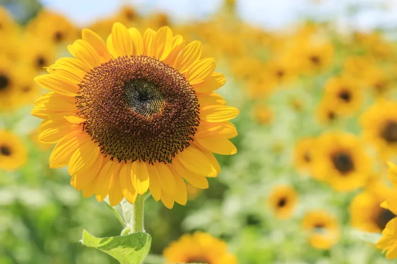 Hoa hướng dương có ý nghĩa gì rực rỡ và tích cực