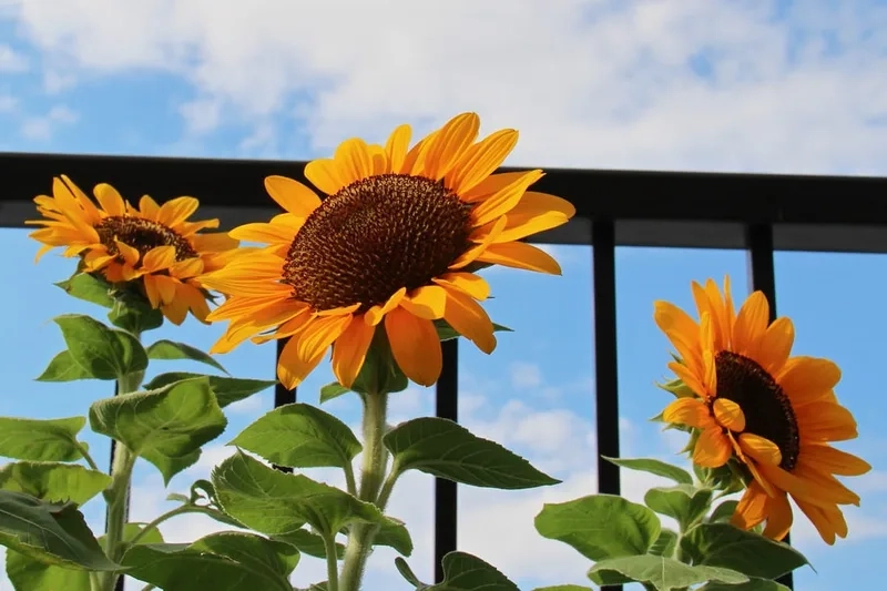 Khám phá vẻ đẹp thiên nhiên với hoa hướng dương thiên nhiên