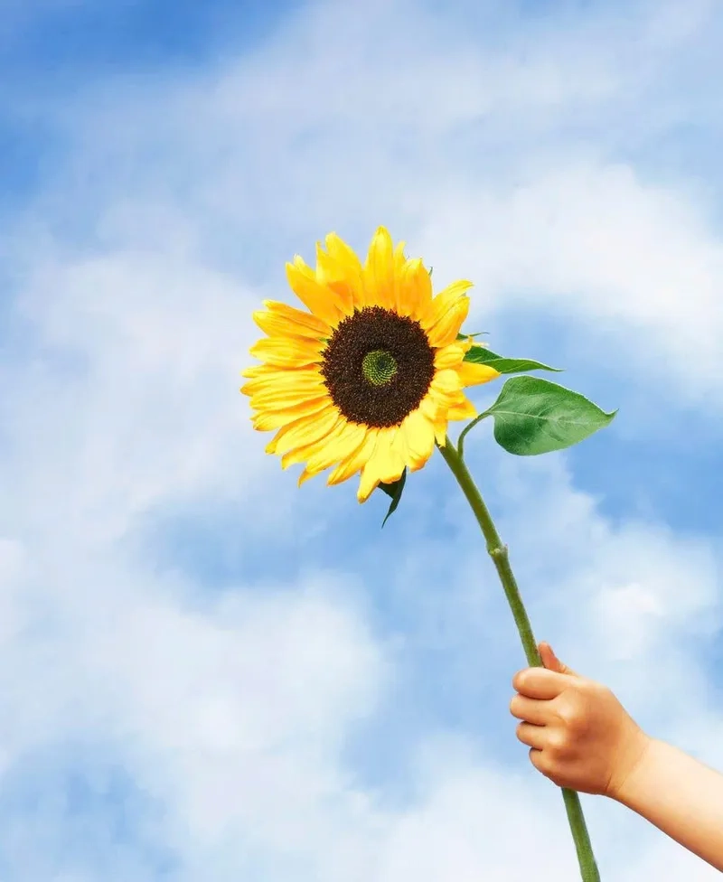 Sống động và nổi bật mọi không gian với hoa hướng dương sống động