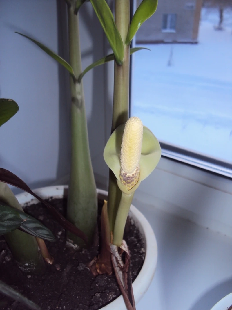 Ý nghĩa của hoa kim tiền 