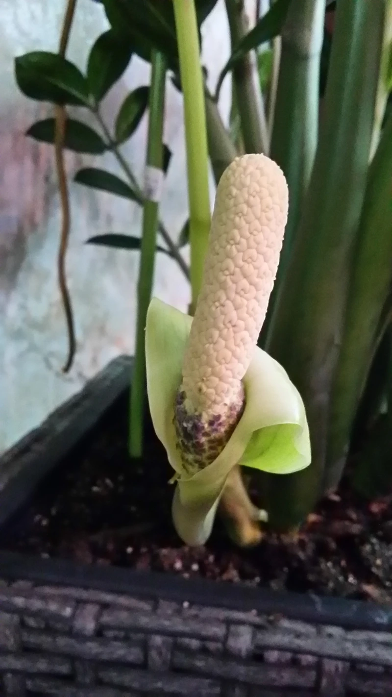 Chiêm ngưỡng vẻ đẹp độc đáo của hoa cây kim tiền