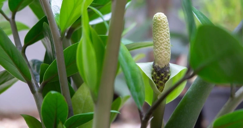 Bí quyết kích thích hoa cây kim tiền nở rộ