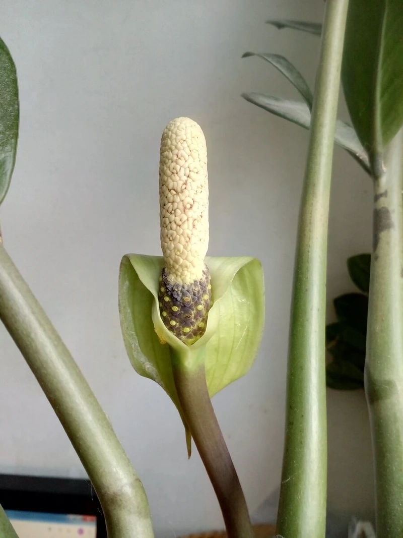 Ý nghĩa phong thủy đằng sau bông hoa kim tiền