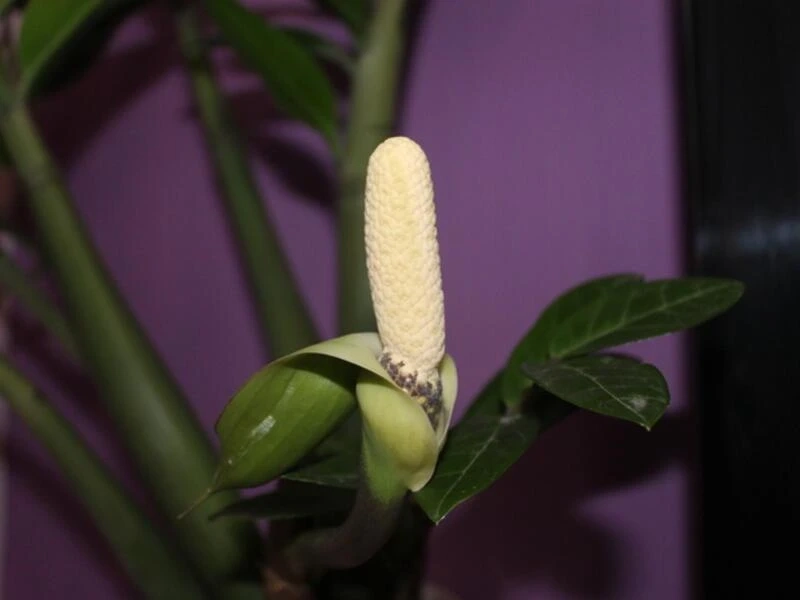 Ít người biết rằng cây kim tiền có hoa rất đẹp