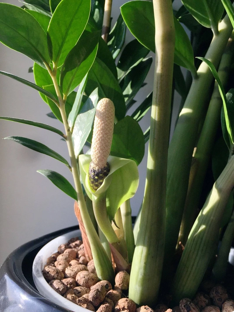 Bạn đang tự hỏi cây kim tiền có hoa hay không