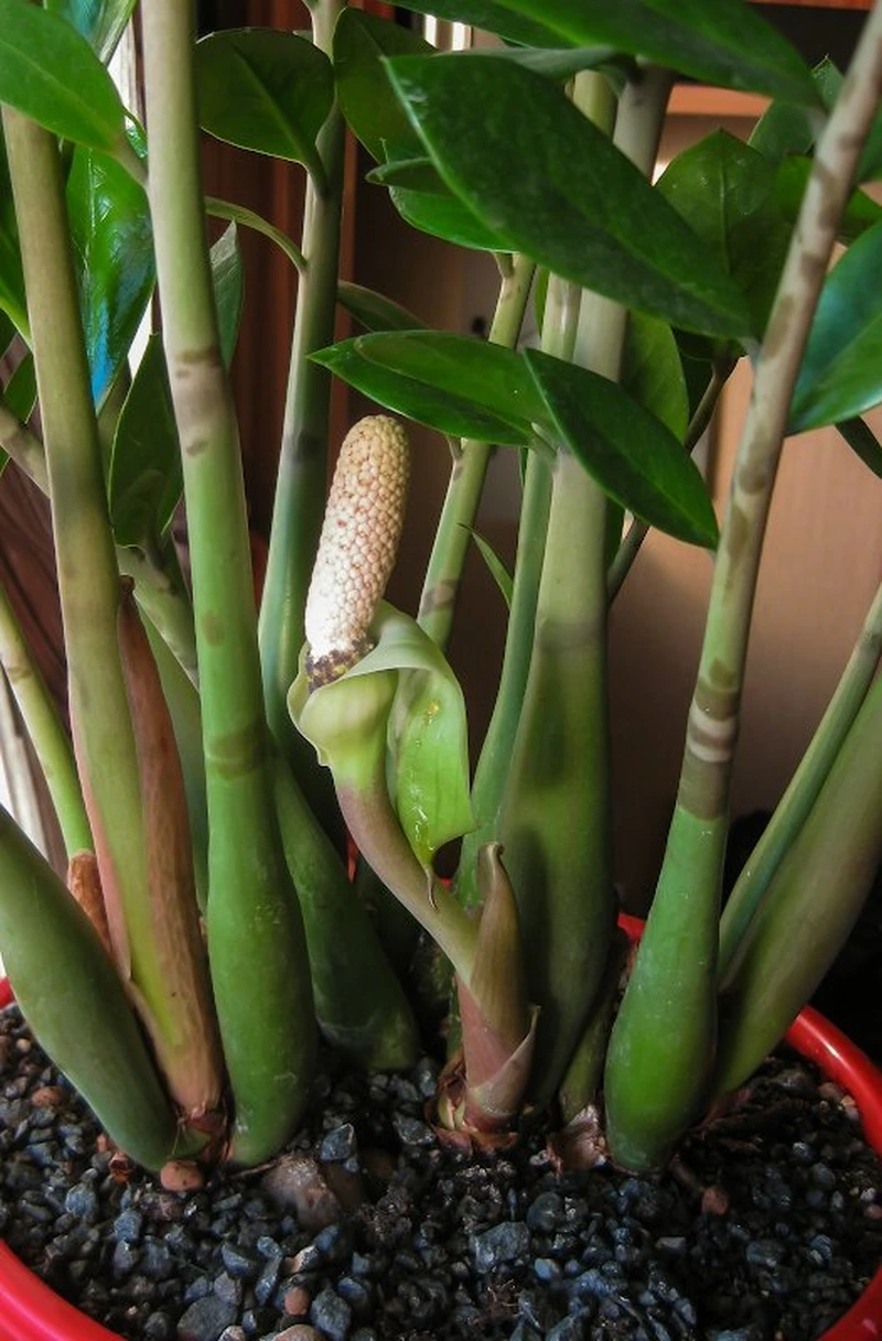 Thực hư chuyện cây kim tiền có hoa hay không