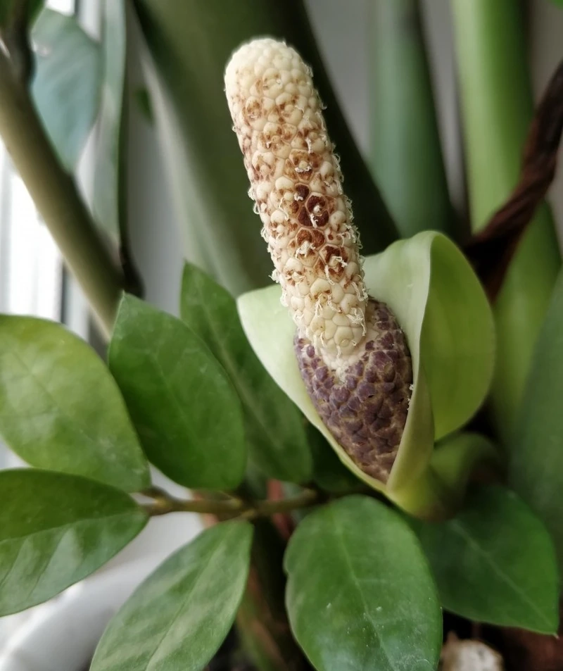 Sự thật thú vị về việc cây kim tiền có hoa không