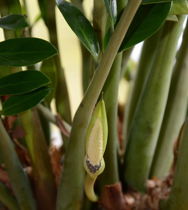 Luận giải cây kim tiền có hoa tốt hay xấu