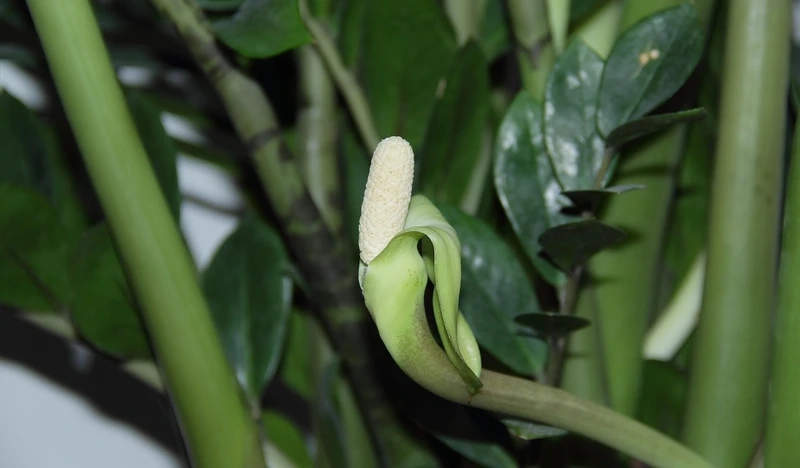 Chăm sóc đúng để biết cây kim tiền có ra hoa không