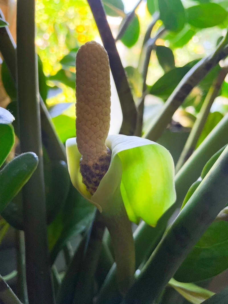 Vẻ đẹp hiếm thấy của cây kim tiền hoa nở rộ