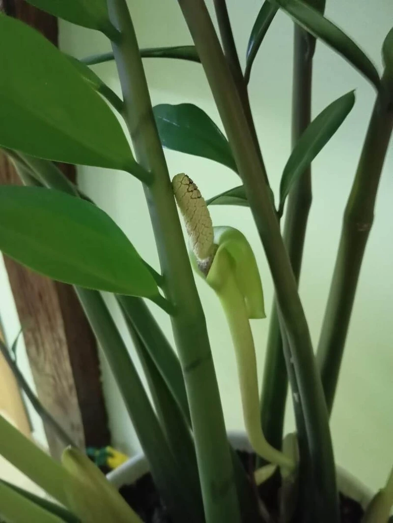 Đón lộc về nhà cùng cây kim tiền hoa rực rỡ