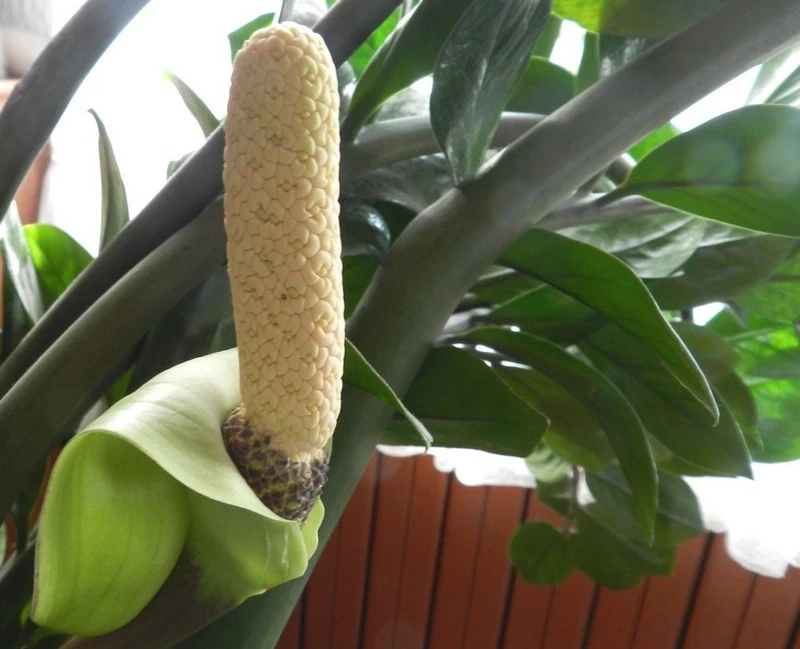 Chăm sóc đúng cách để cây kim tiền mọc hoa