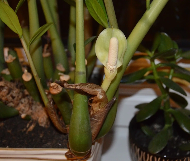 Khoảnh khắc tuyệt đẹp cây kim tiền nở bông