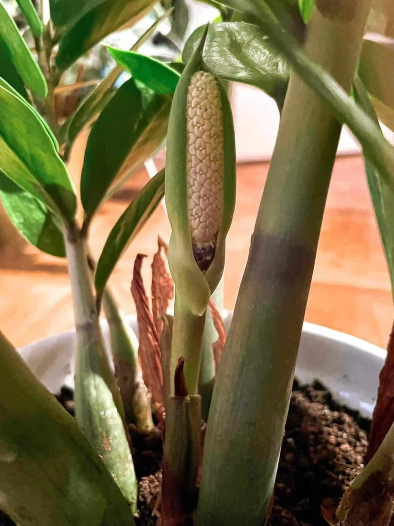 Ngắm nhìn cây kim tiền nở hoa rước lộc về cây