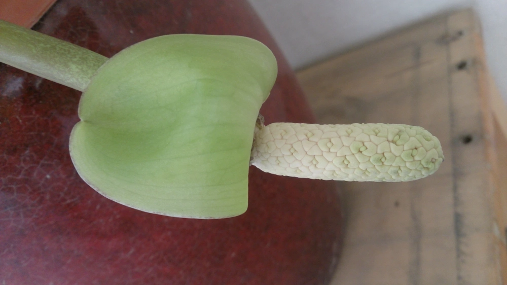 Bí quyết giúp cây kim tiền ra bông cực chuẩn