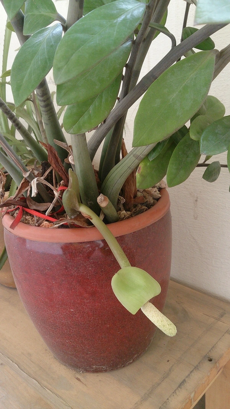 Tin vui đầu năm khi cây kim tiền ra hoa