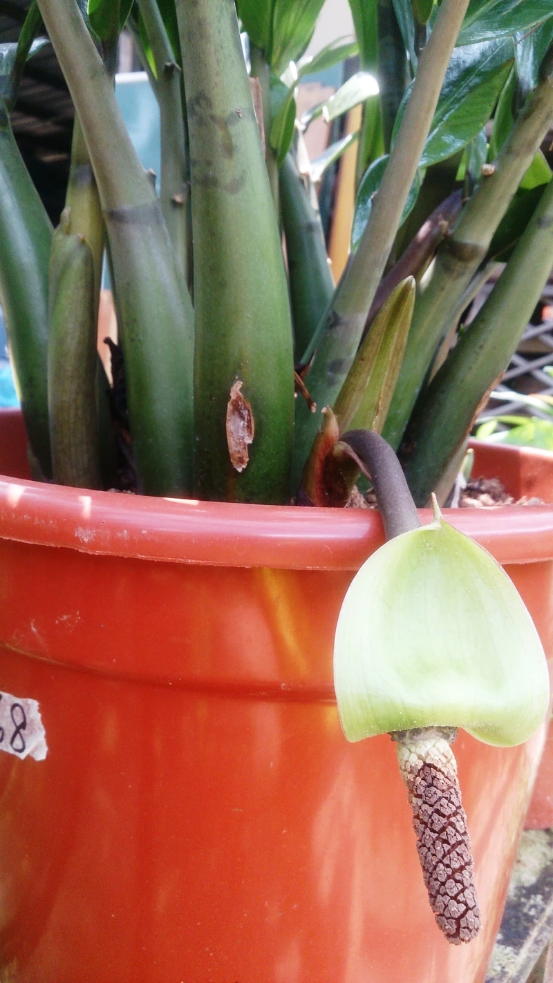 Ngắm nhìn khoảnh khắc cây kim tiền trổ bông