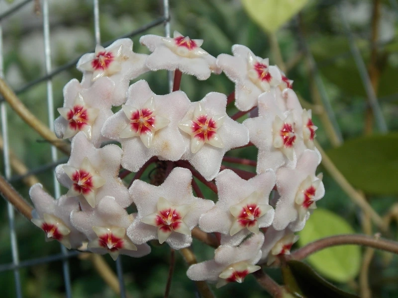 Ý nghĩa của hoa lan cẩm cù