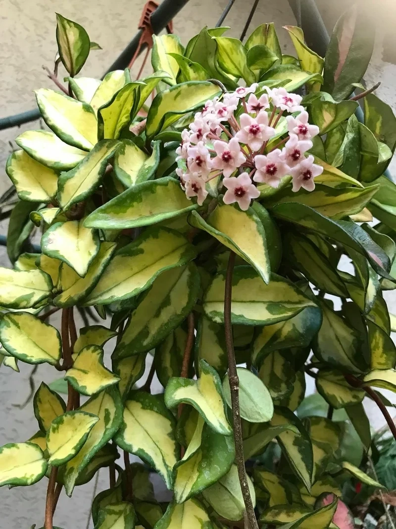 Vẻ đẹp tinh khôi của hoa lan cẩm cù đẹp