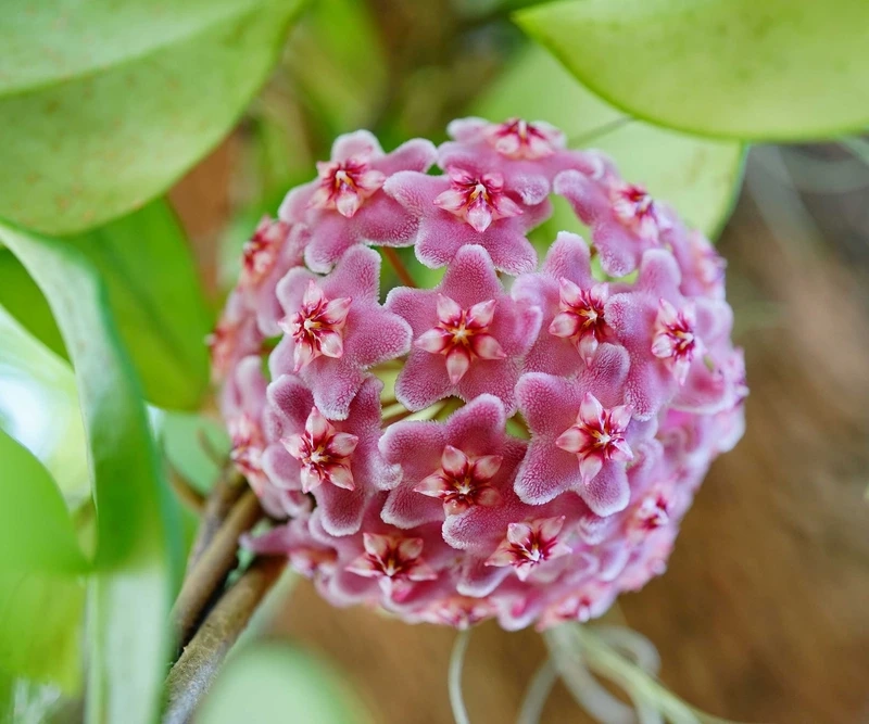 Chiêm ngưỡng sắc hoa trong ảnh hoa lan cẩm cù