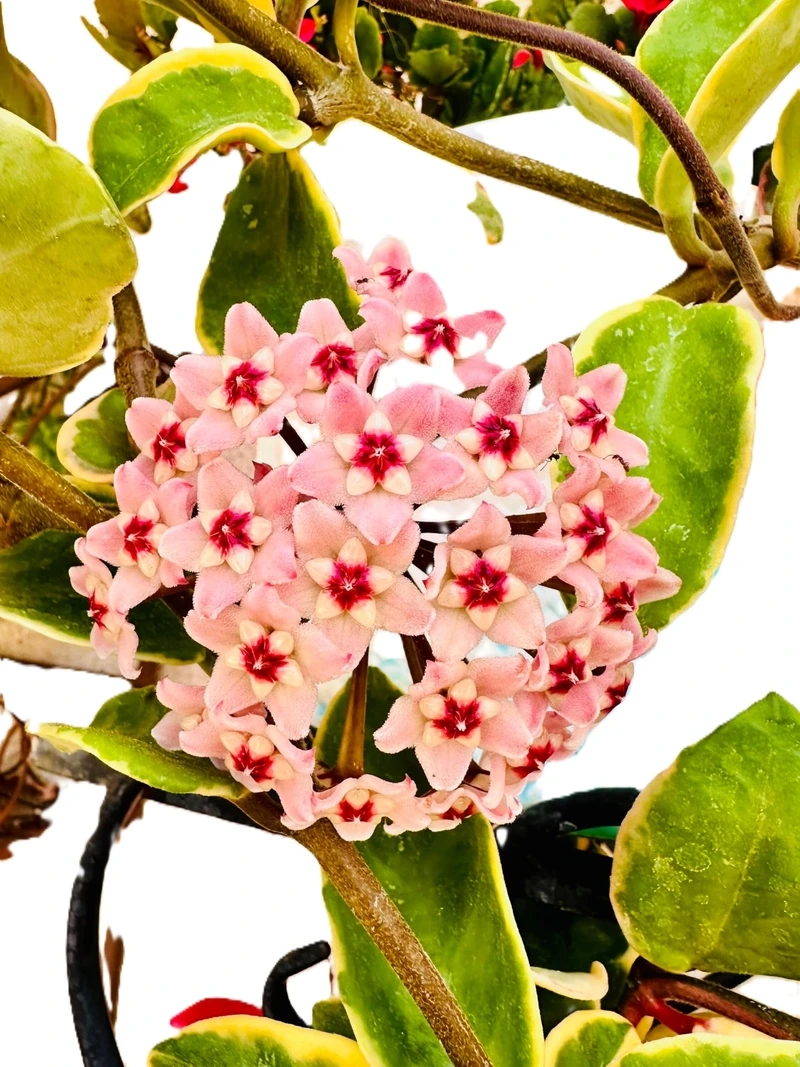 Nét thanh tao trong hình ảnh hoa lan cẩm cù