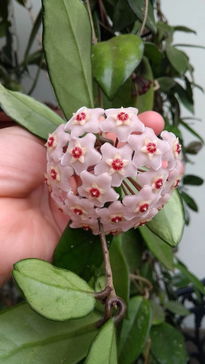 Khung hình sống động nhờ hoa lan cẩm cù 4k