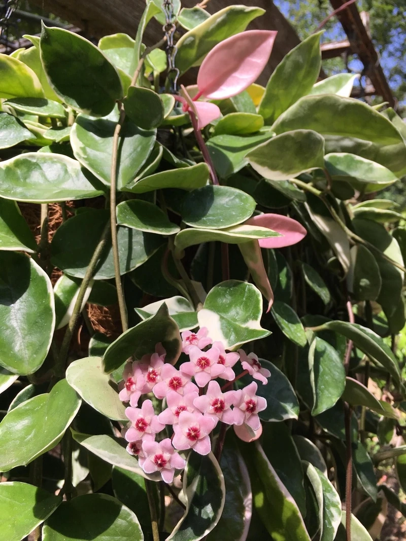 Sự tinh khiết được tôn vinh qua hoa lan cẩm cù tượng trưng