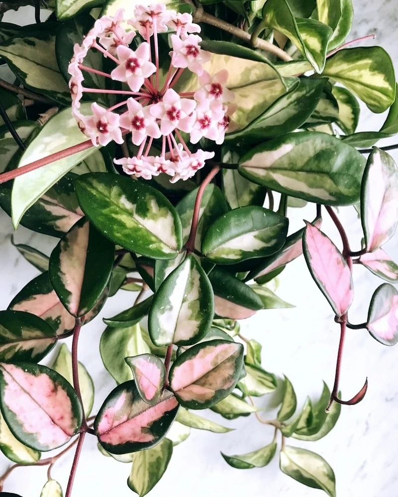 Trang trí không gian với hoa lan cẩm cù hình nền