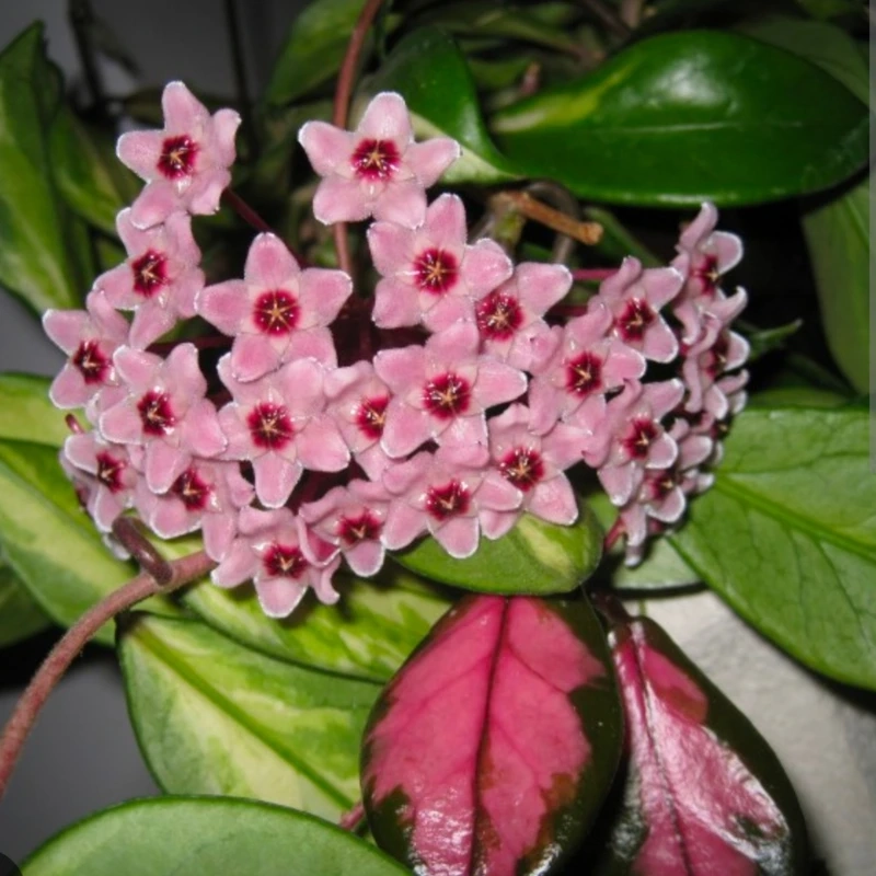 Sắc hè rực rỡ của hoa lan cẩm cù mùa hè