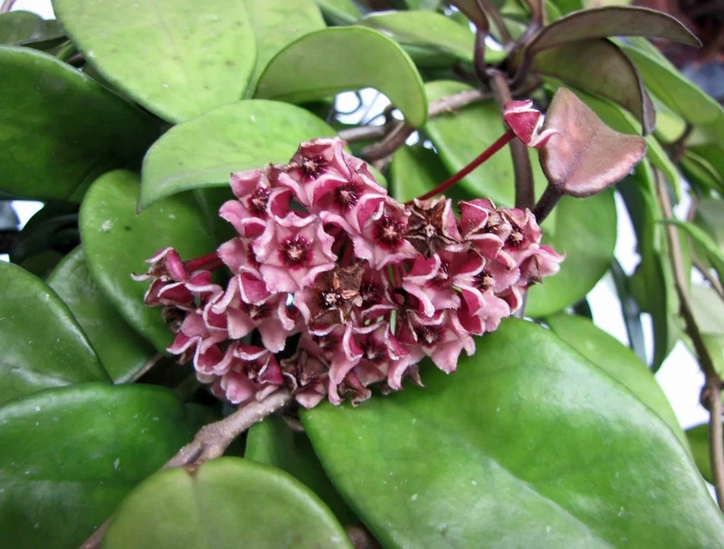 Hương sắc dịu dàng trong hoa lan cẩm cù lãng mạn