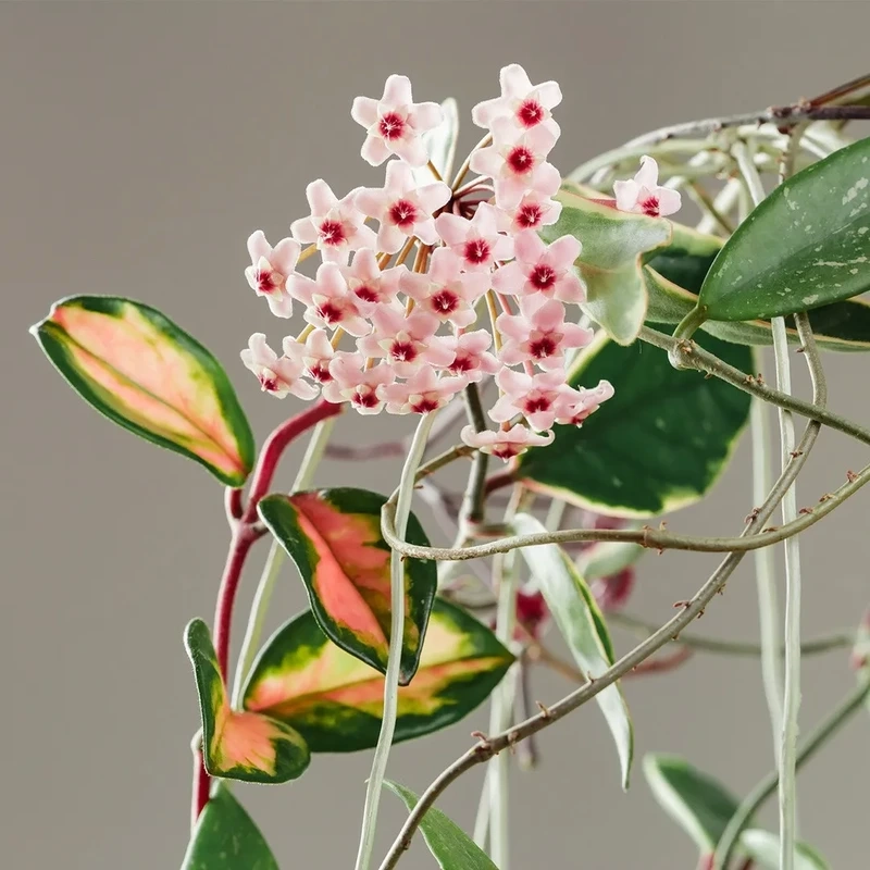 Ngắm vẻ đẹp tinh tế của hoa lan cẩm cù đẹp nhất