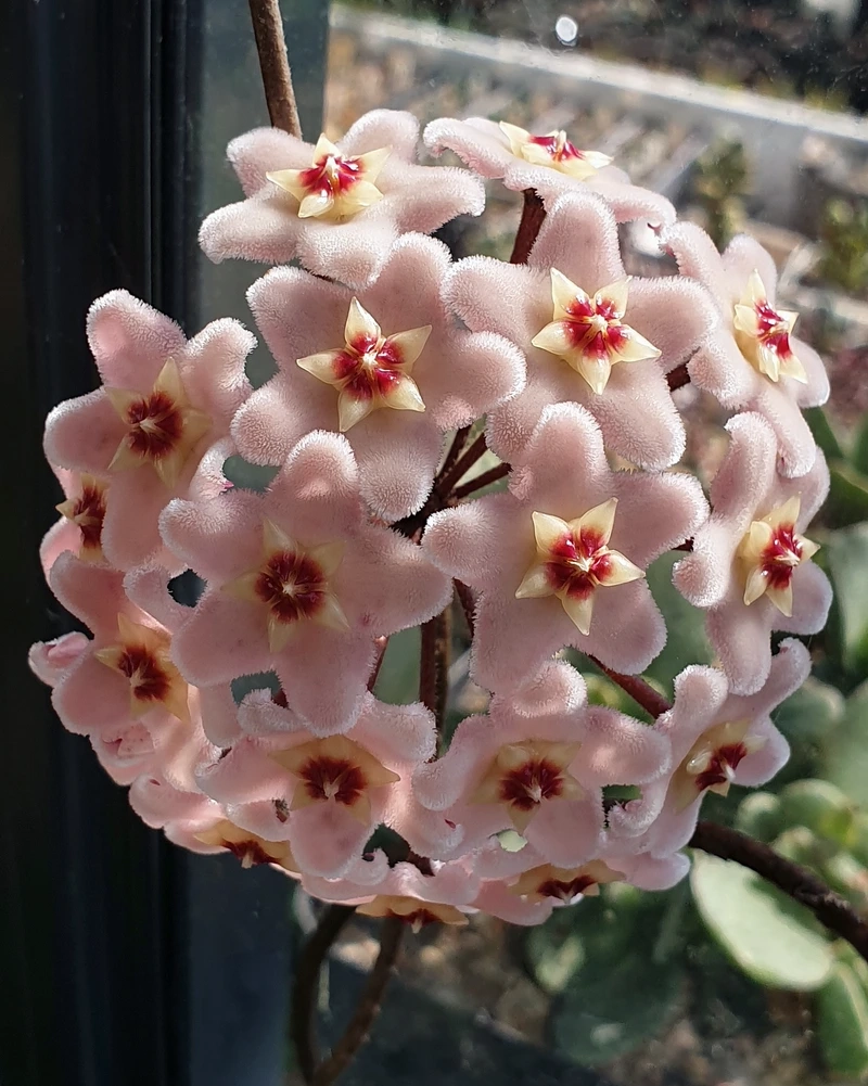 Sự quý hiếm nổi bật của hoa lan cẩm cù hiếm