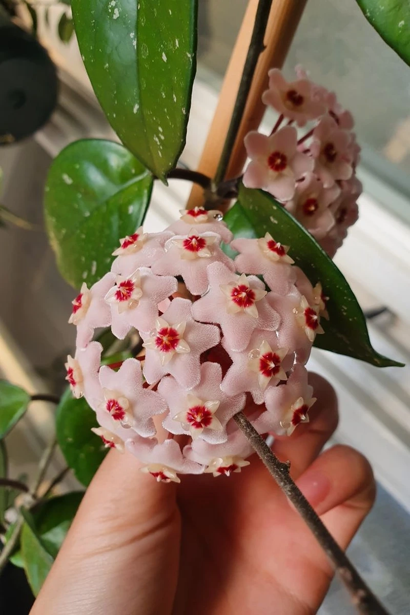 Tạo điểm nhấn ảnh với hoa lan cẩm cù background