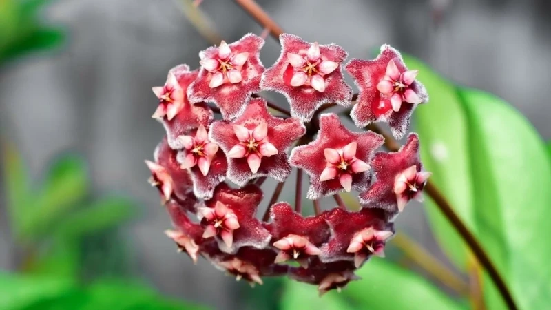 Khung hình thu hút từ ảnh đẹp hoa lan cẩm cù