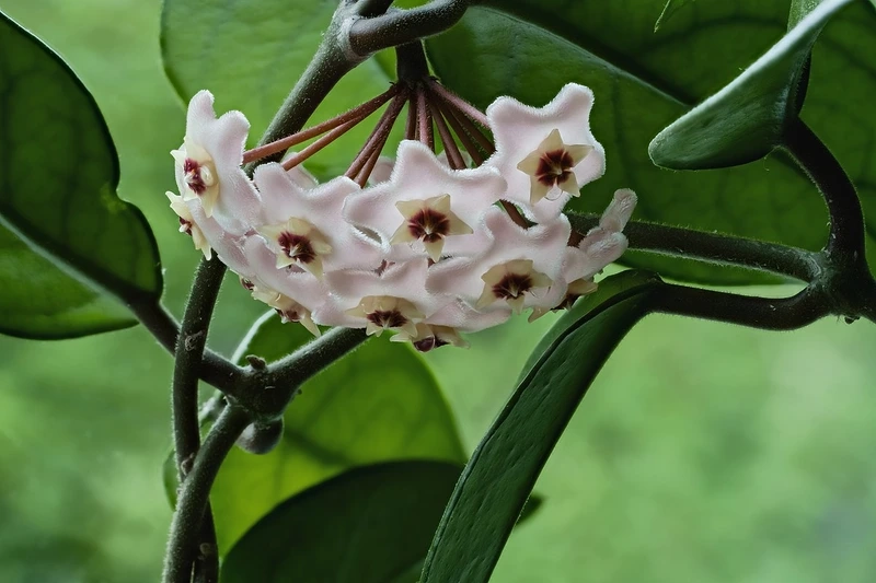 Sắc hoa tinh khôi từ hoa lan cẩm cù đẹp