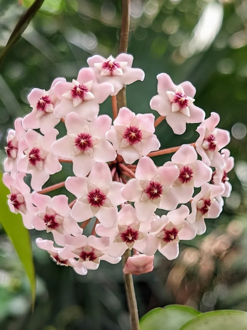 Nét dịu dàng nổi bật trong hình ảnh hoa lan cẩm cù