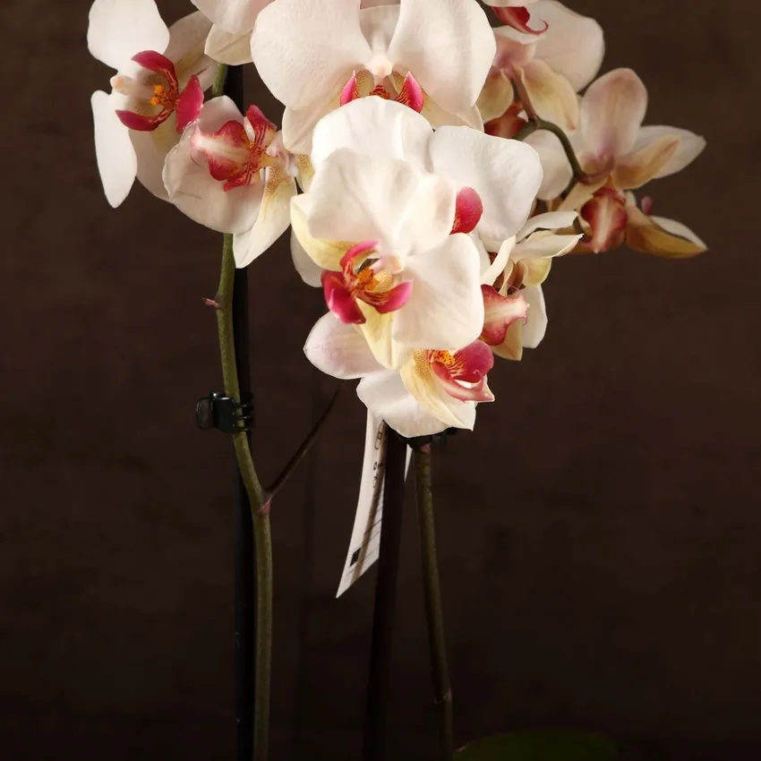 Lan hồ điệp tươi thắm trang trí mọi không gian