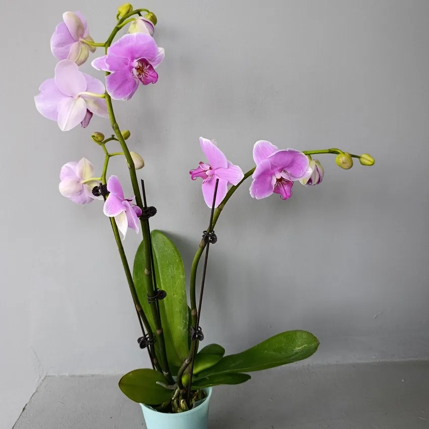 Học cách trồng lan hồ điệp để hoa lâu tàn