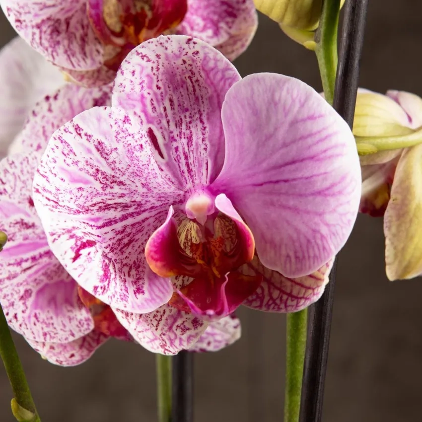 Chăm sóc lan hồ điệp đơn giản tại nhà