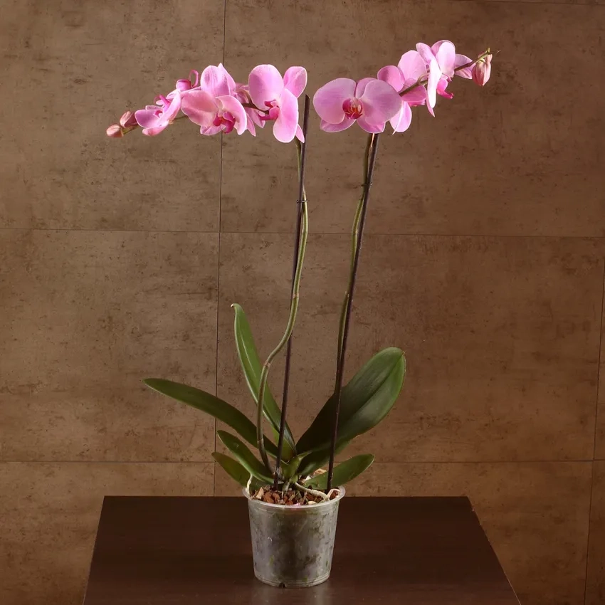 Tìm hiểu lan hồ điệp giá hợp lý trên thị trường