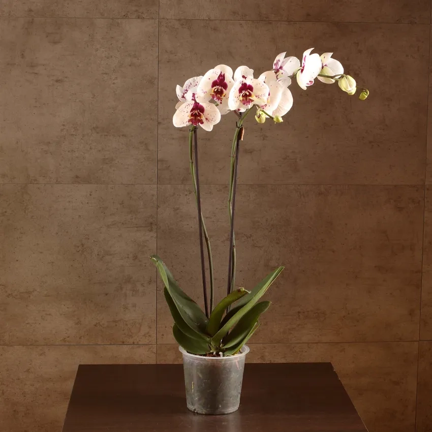 Mua lan hồ điệp online cực dễ và nhanh