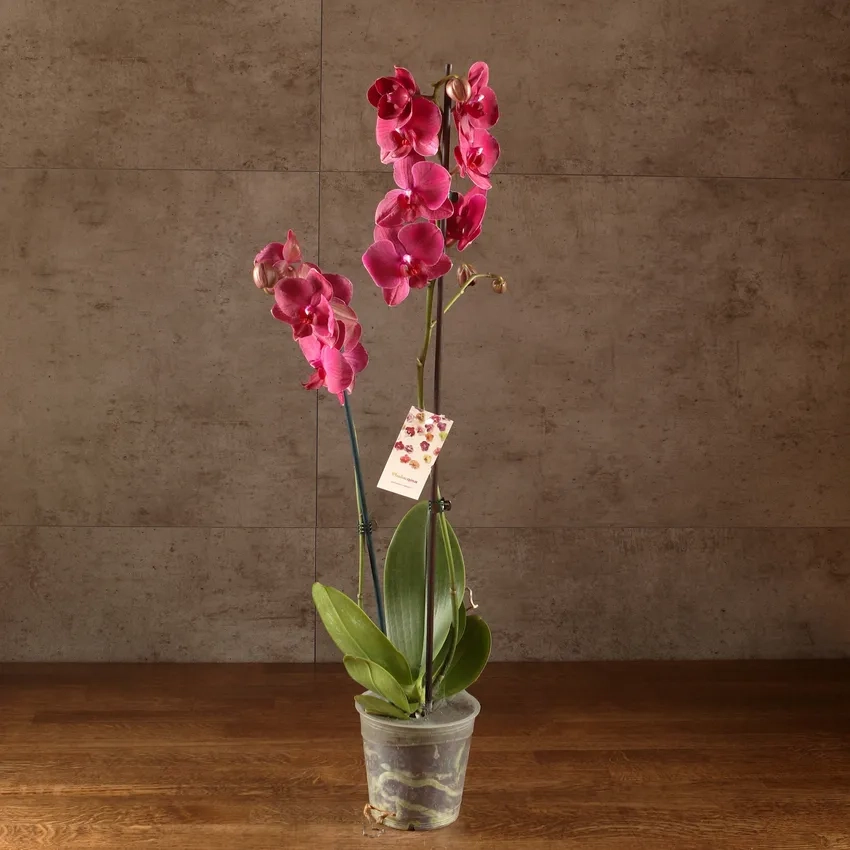 Lan hồ điệp hồng dịu dàng làm quà tặng