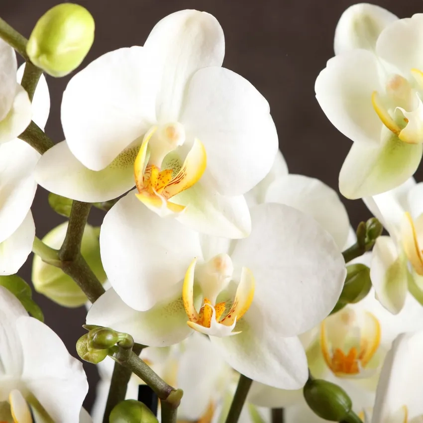 Lan hồ điệp trắng thanh nhã tô điểm góc phòng