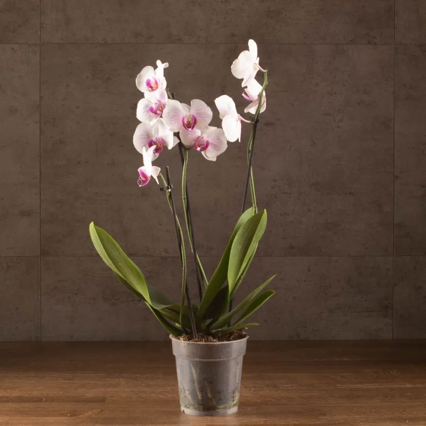 Lan hồ điệp chậu đẹp trang trí văn phòng